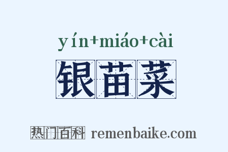 银苗菜是什么意思的图片